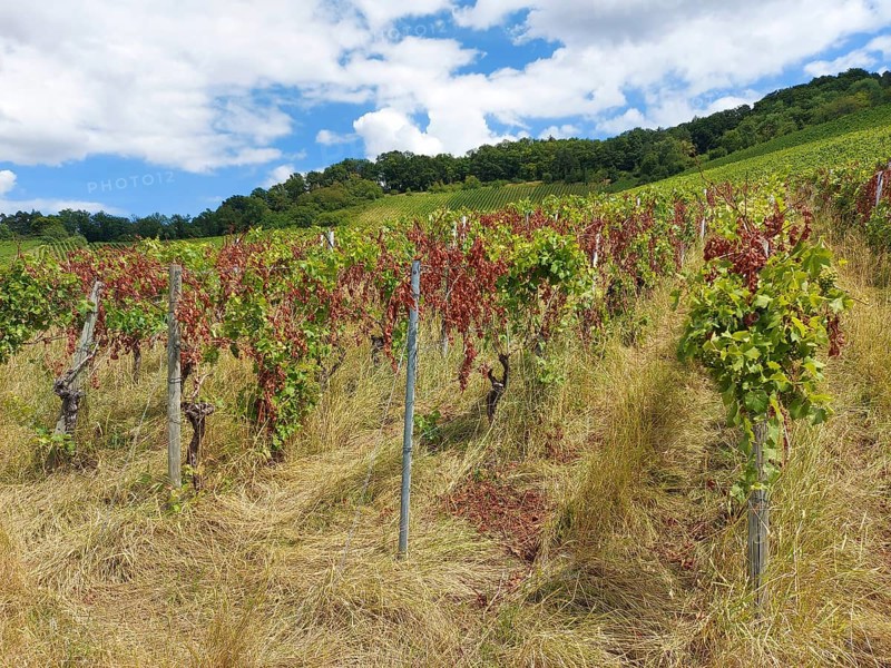 Diseased vines on a hill with green foliage and dried leaves against a blue sky, near Schwaikheim, Baden-Württemberg, Germany