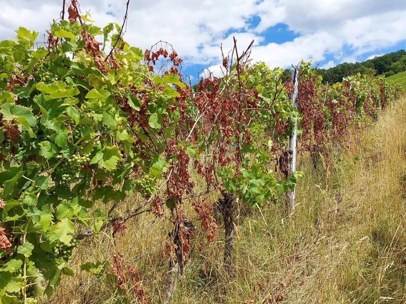 Diseased rows of vines with green and withered leaves under a blue sky with clouds, near Schwaikheim, Baden-Württemberg, Germany