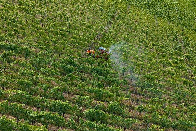 A tractor drives through a lush green vineyard, the vines grow in orderly rows, aerial view, spraying the vines against diseases, plant protection, near Korb, Baden-Württemberg, Germany