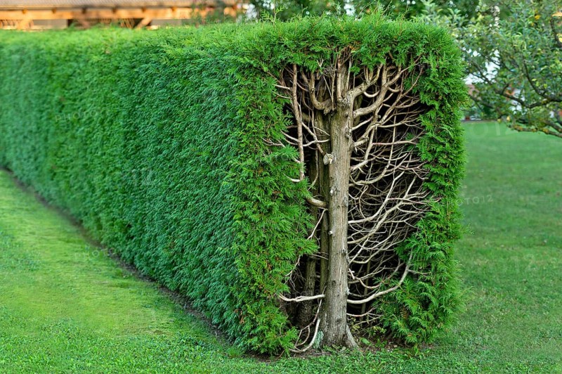 Arborvitae, thujas (Thuja), rectangular hedge, cross-section, tree trunk, branches, twigs and leaves, garden, Ismaning, Upper Bavaria, Bavaria, Germany