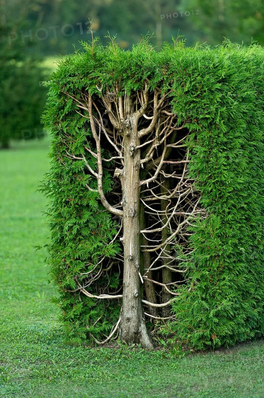 Arborvitae, thujas (Thuja), rectangular hedge, cross-section, tree trunk, branches, twigs and leaves, garden, Ismaning, Upper Bavaria, Bavaria, Germany