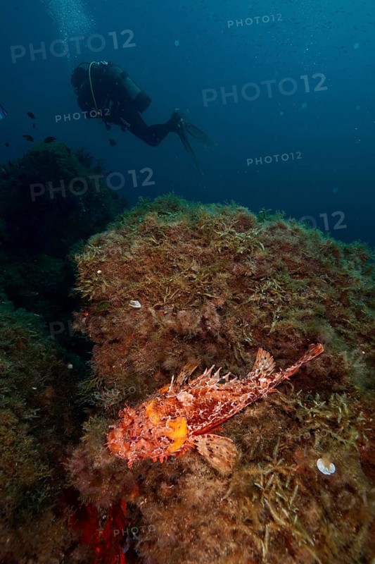 Red scorpionfish (Scorpaena scrofa), sea sow, on a reef covered with algae in the deep blue Mediterranean Sea near Hyères, diver in the background. Dive site Giens Peninsula, Provence Alpes Côte d'Azur, France