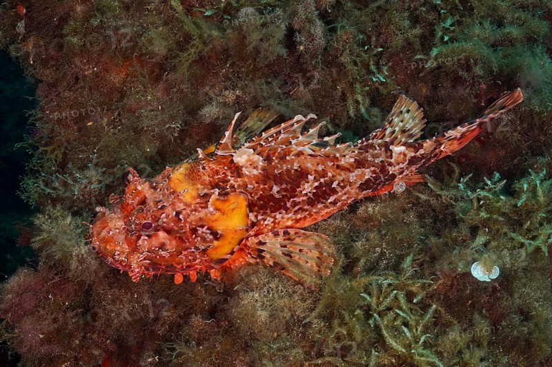 Red scorpionfish (Scorpaena scrofa) on the algae-covered seabed in the Mediterranean Sea near Hyères, Giens Peninsula dive site, Provence Alpes Côte d'Azur, France