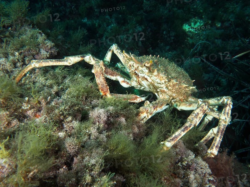 European spider crab (Maja squinado) climbing over algae-covered seabed in the Mediterranean Sea near Hyères, dive site Giens Peninsula, Provence Alpes Côte d'Azur, France