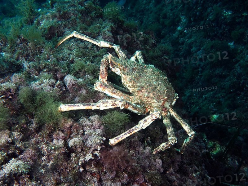 A large crab, European spider crab (Maja squinado), moves across the algae-covered seabed in the Mediterranean Sea near Hyères, dive site Giens Peninsula, Provence Alpes Côte d'Azur, France