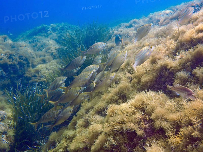 A shoal of fish, a golden shoal (Sarpa salpa), swims over an algae-covered underwater slope in the blue Mediterranean Sea near Hyères, dive site Giens Peninsula, Provence Alpes Côte d'Azur, France