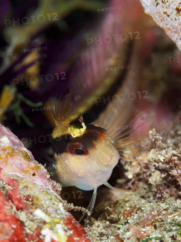 A striped Tompot blenny (Parablennius rouxi) in a colourful environment, looking curiously. Mediterranean Sea near Hyères, dive site Giens Peninsula, Provence Alpes Côte d'Azur, France
