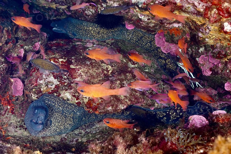 Dense underwater scene with two Mediterranean moray eels (Muraena helena) and colourful fish in a rock formation in the Mediterranean Sea near Hyères, dive site Giens Peninsula, Provence Alpes Côte d'Azur, France