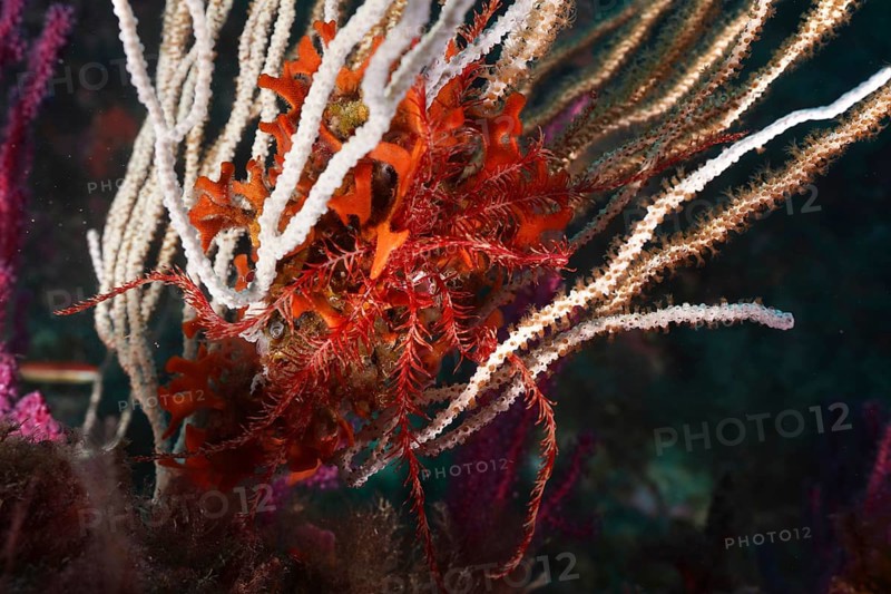 Colourful underwater scene with Mediterranean starfish (Antedon mediterranea) and white gorgonian (Eunicella singularis) in a lively marine habitat in the Mediterranean Sea near Hyères, Giens Peninsula dive site, Provence Alpes Côte d'Azur, France