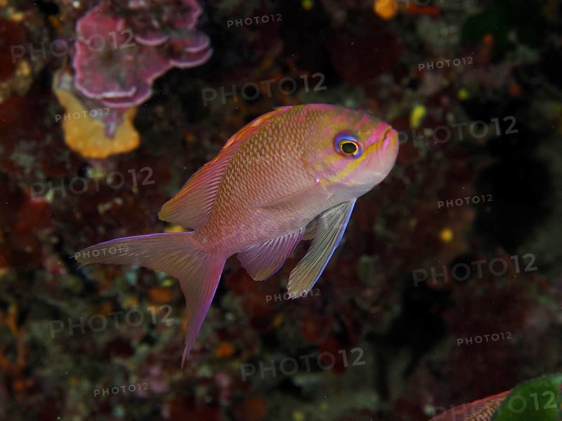 A pink-coloured fish, Mediterranean flagfish (Anthias anthias), swimming in the Mediterranean Sea near Hyères, Giens Peninsula dive site, Provence Alpes Côte d'Azur, France