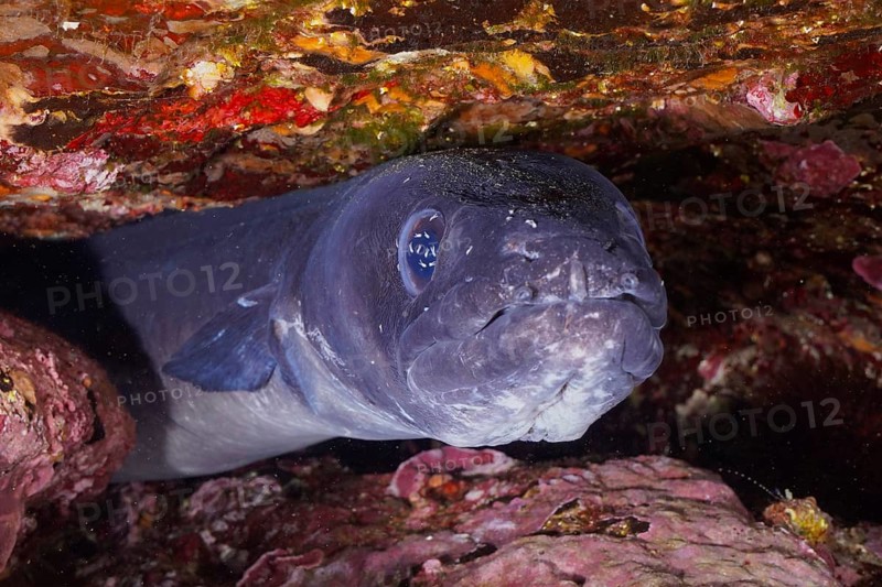 A conger eel (Conger conger) between rocks under water in the Mediterranean Sea near Hyères, dive site Giens Peninsula, Provence Alpes Côte d'Azur, France