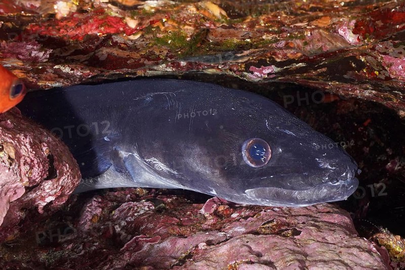 A conger eel (Conger conger) hides between rocks in a dark underwater environment in the Mediterranean Sea near Hyères, dive site Peninsula Giens, Provence Alpes Côte d'Azur, France