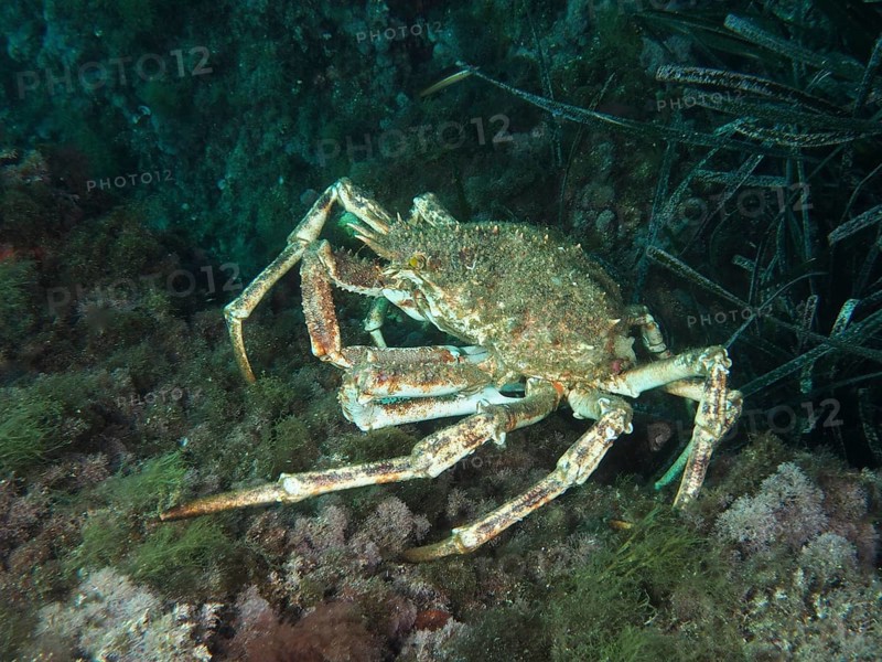 European spider crab (Maja squinado) above the algae-covered seabed in the Mediterranean Sea near Hyères, dive site Giens Peninsula, Provence Alpes Côte d'Azur, France
