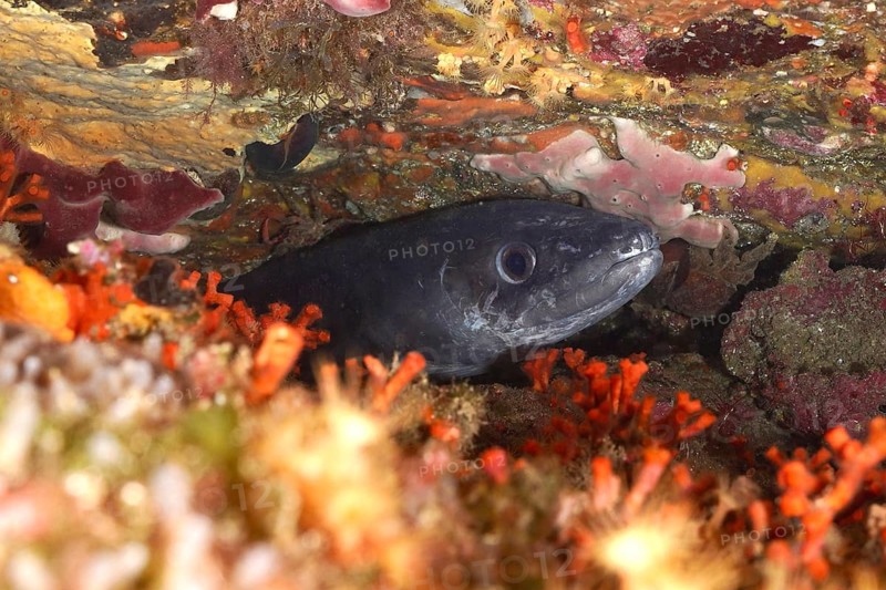 A conger eel (Conger conger) hides between colourful false corals and rocks in the Mediterranean Sea near Hyères, dive site Peninsula Giens, Provence Alpes Côte d'Azur, France