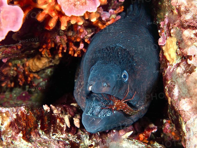 Close-up of a Mediterranean moray eel (Muraena helena) with a Mediterranean cleaner shrimp (Lysmata seticaudata) cleaning its mouth, surrounded by false corals. Mediterranean Sea near Hyères, dive site Giens Peninsula, Provence Alpes Côte d'Azur, France