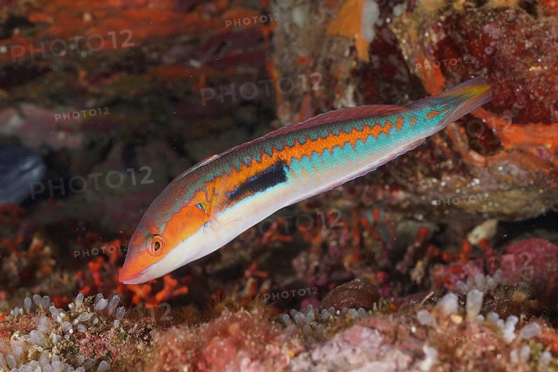 A colourful fish, sea squirt (Coris julis), swims through a lively reef in the Mediterranean Sea near Hyères, dive site Peninsula Giens, Provence Alpes Côte d'Azur, France