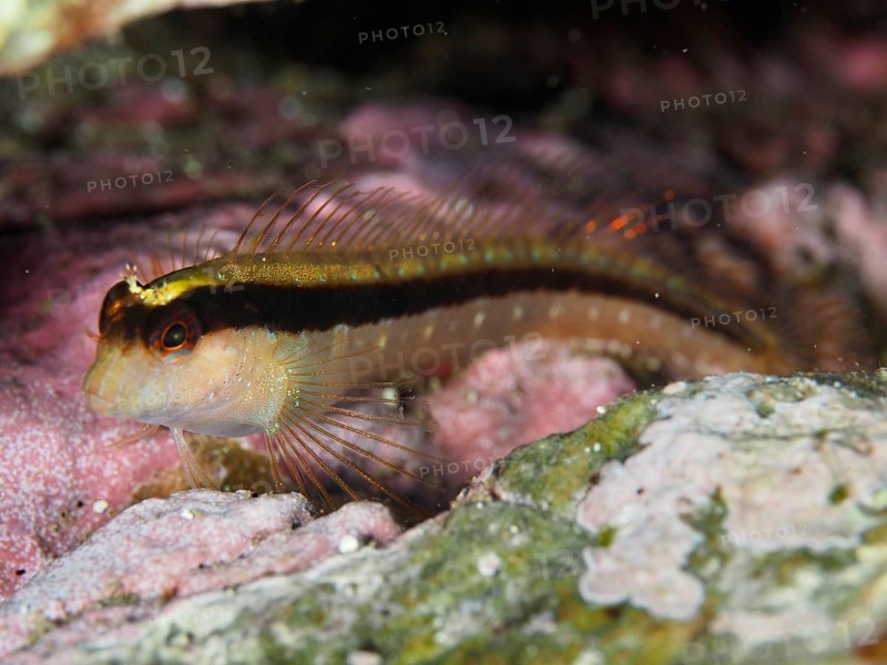 Tompot blenny (Parablennius rouxi) between pink and green algae in the reef in the Mediterranean Sea near Hyères, dive site Giens Peninsula, Provence Alpes Côte d'Azur, France