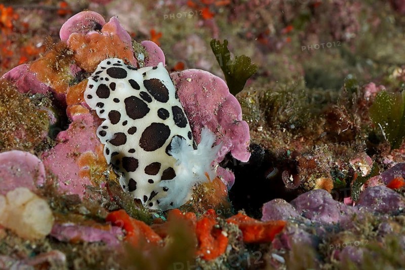 Spotted sea snail, leopard snail (Discodoris atromaculata), on a colourful surface in the Mediterranean Sea near Hyères, dive site Giens Peninsula, Provence Alpes Côte d'Azur, France