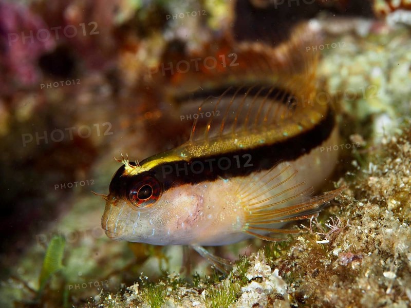 Brightly striped Tompot blenny (Parablennius rouxi) with red eyes in a reef in the Mediterranean Sea near Hyères, dive site Giens Peninsula, Provence Alpes Côte d'Azur, France