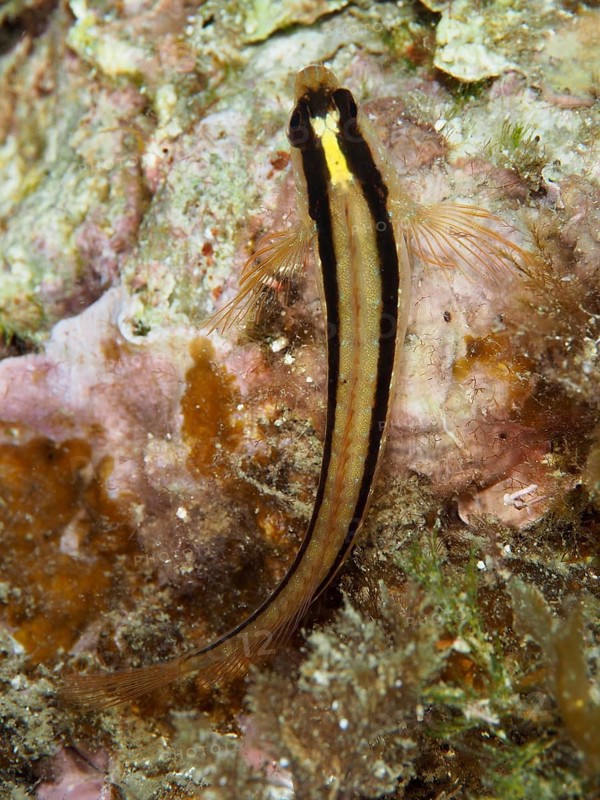 A long stripe blenny (Parablennius rouxi) resting on a rock in an algae-covered underwater landscape in the Mediterranean Sea near Hyères, dive site Giens Peninsula, Provence Alpes Côte d'Azur, France
