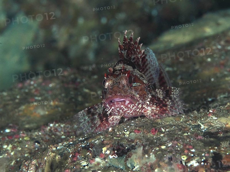 A camouflaged lesser scorpionfish (Scorpaena notata) peeks out from between rocks and blends in with the seabed in the Mediterranean Sea near Hyères, Giens Peninsula dive site, Provence Alpes Côte d'Azur, France