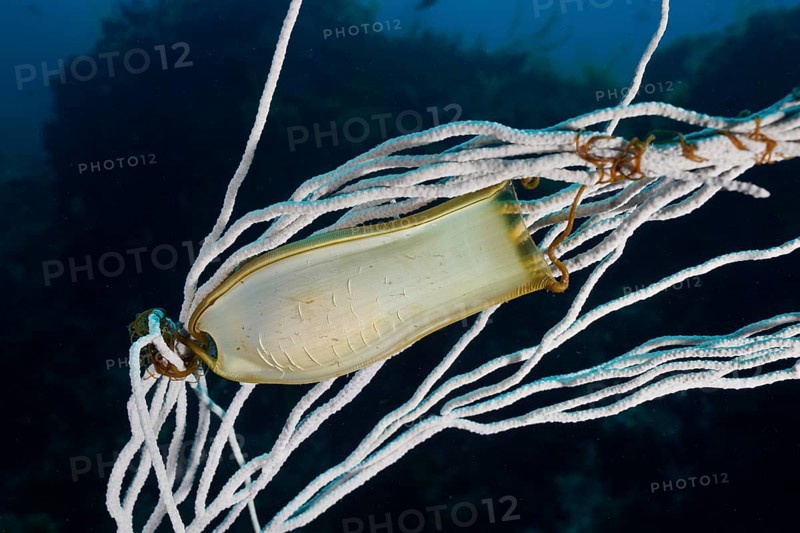 An egg of large spotted catshark (Scyliorhinus stellaris) is attached to a white gorgonian (Eunicella singularis) in the mysterious underwater world, in the Mediterranean Sea near Hyères, Giens Peninsula dive site, Provence Alpes Côte d'Azur, France