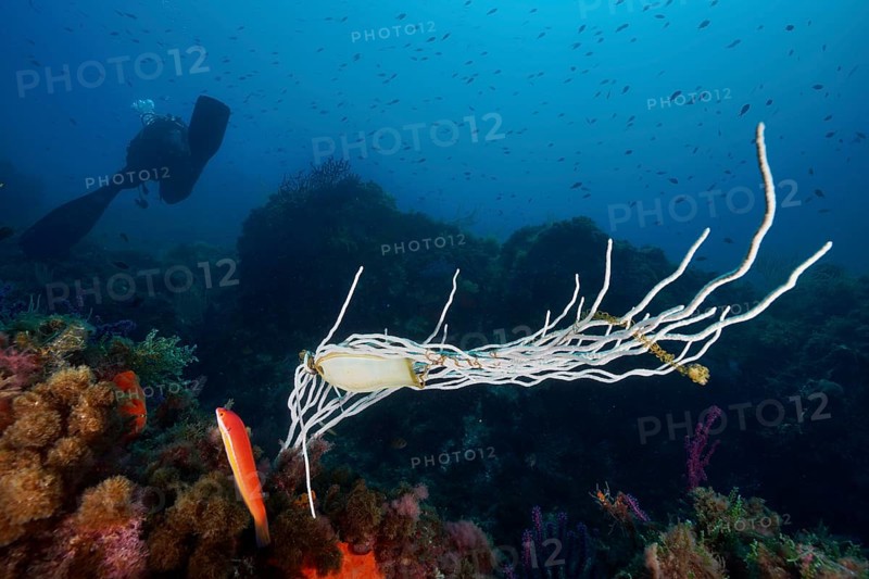 Egg of large spotted catshark (Scyliorhinus stellaris) on white gorgonian (Eunicella singularis), diver in the background. Mediterranean Sea near Hyères, dive site peninsula Giens, Provence Alpes Côte d'Azur, France