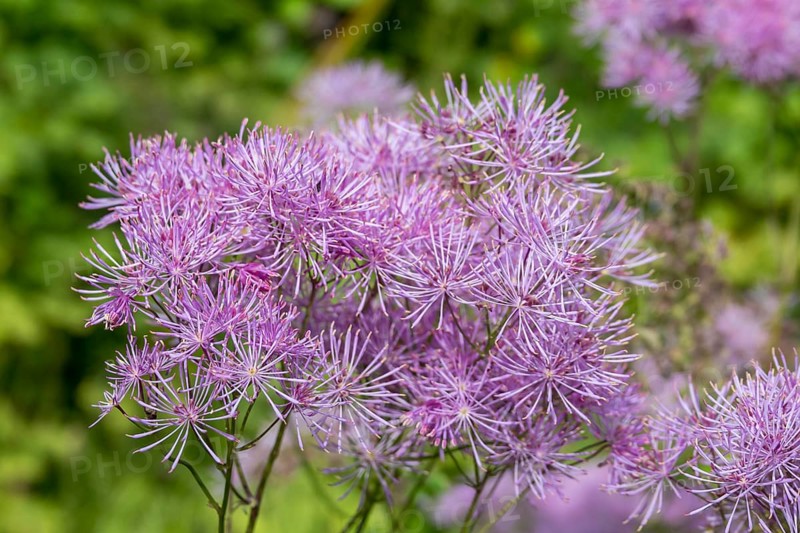 Meadow rue (Thalictrum), Münsterland, North Rhine-Westphalia, Germany