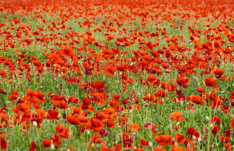 Corn poppy field (Papaver rhoeas), Brandenburg, Germany