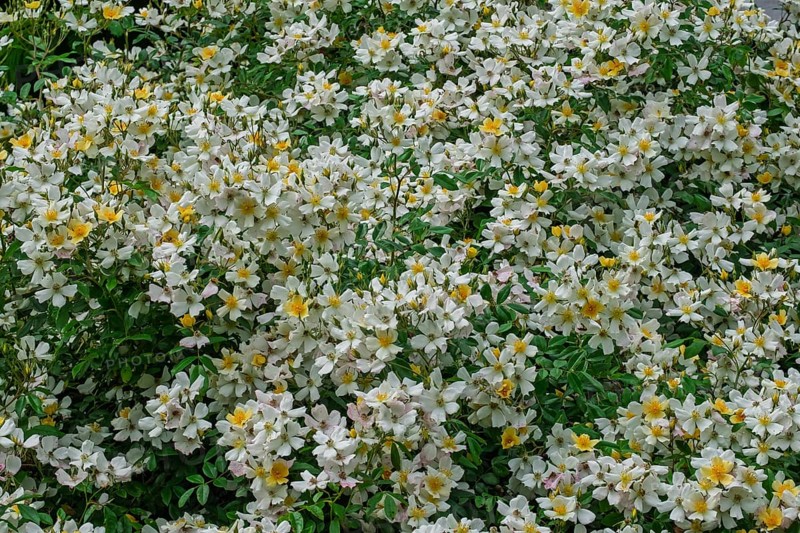 Rose (Rosa sp.), climbing rose in yellow and white, Münsterland, North Rhine-Westphalia, Germany