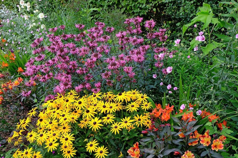 A vibrant garden with colourful flowers in yellow, pink and orange, surrounded by lush greenery, North Rhine-Westphalia, Germany