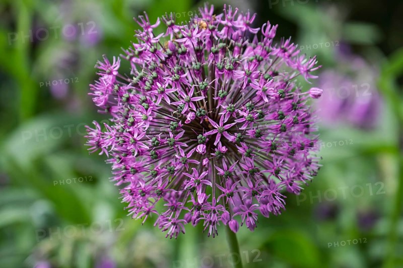 Ornamental leek (Allium sp.), inflorescence, Münsterland, North Rhine-Westphalia, Germany