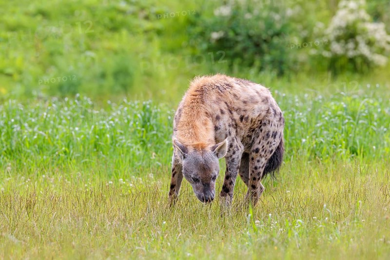 An adult male spotted hyena (Crocuta crocuta) stands on a green meadow and sniffs the ground. Southern part of Africa