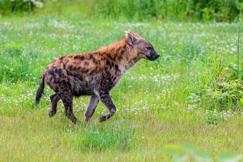 An adult female spotted hyena (Crocuta crocuta) runs across a green meadow. Southern part of Africa