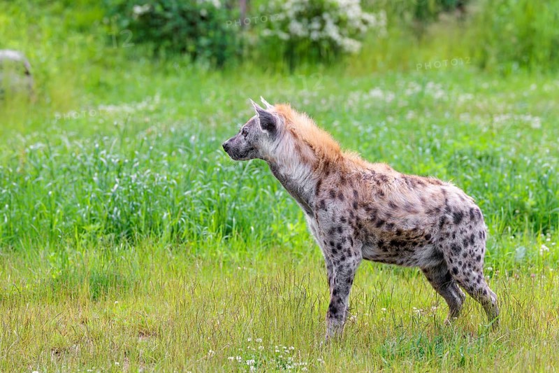 An adult male spotted hyena (Crocuta crocuta) stands in a green meadow, observing something. Southern part of Africa