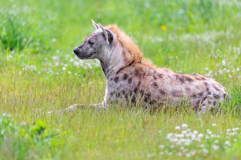 An adult male spotted hyena (Crocuta crocuta) lying in a green meadow, observing something. Southern part of Africa