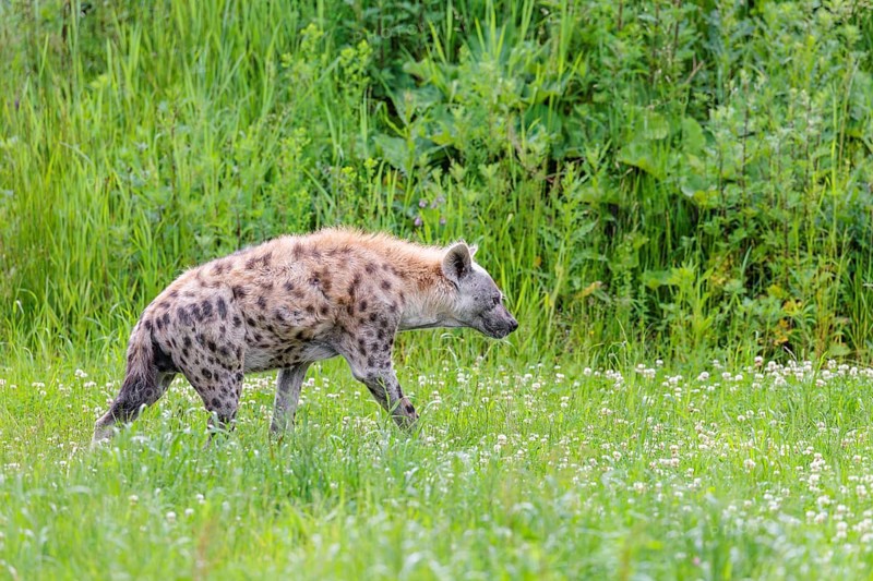 An adult male spotted hyena (Crocuta crocuta) runs across a green meadow. Southern part of Africa