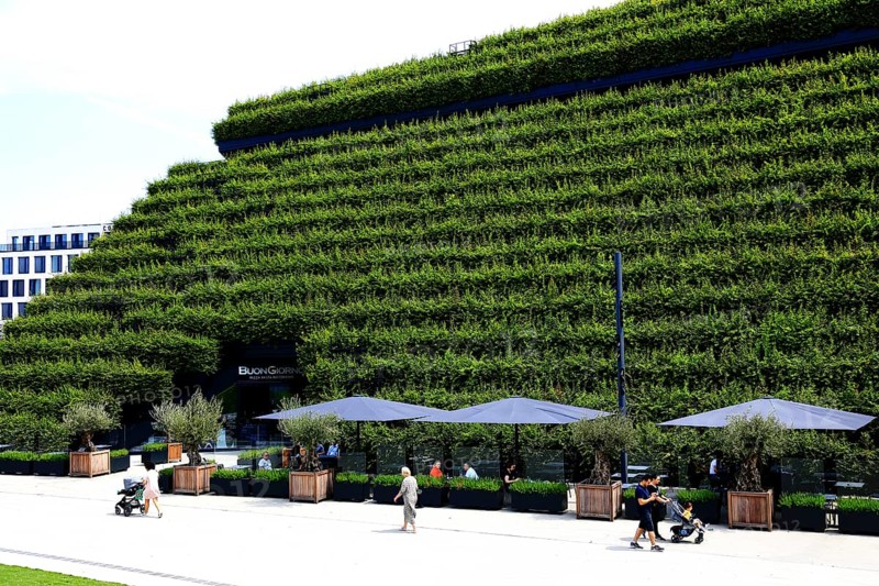 Climate protection. Europe's largest green façade 30, 000 young hornbeams thrive on the roof and sloping walls of the Kö-Bogen 2 commercial complex, Düsseldorf, North Rhine-Westphalia, Germany