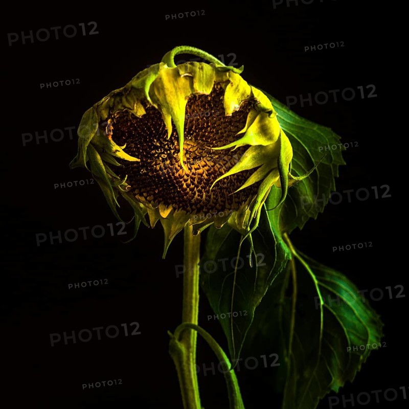 Captivating close-up of a sunflower showcasing its intricate details and vibrant colors during late afternoon light