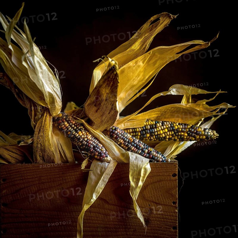 Multicolored corn displayed on wooden box with dried husks under warm light