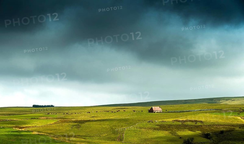 Auvergne Volcanoes Regional Natural Park. Cezallier. Herd of cows near a farmhouse (buron) under a cloudy sky.Puy de Dome. Auvergne-Rhone-Alpes.France