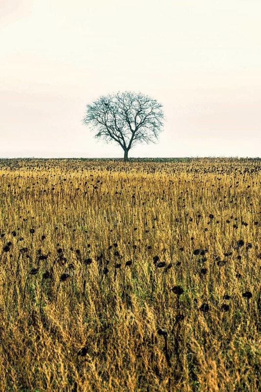 Lonely tree stands tall against a vast field of sunflowers during a calm day. Auvergne. France