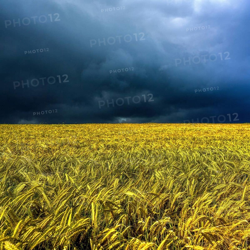 Barley field under a cloudy sky in Puy de Dome, Auvergne region of France during late afternoon