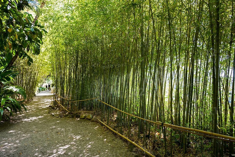 Park, Villa Ephrussi de Rothschild, Saint-Jean-Cap-Ferrat, Cap Ferrat, Alpes Maritimes, Provence Alpes Cote d'Azur, French Riviera, South of France, France