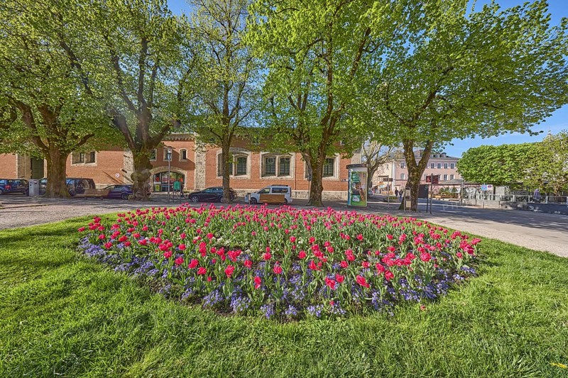 Square, flower bed, tulips (Tulipa), lawn, tree, parking lane with vehicles, general architecture, pavement, blue sky, cloudless, Unterer Lindenplatz, Bad Reichenhall, district Berchtesgadener Land, Bavaria, Germany