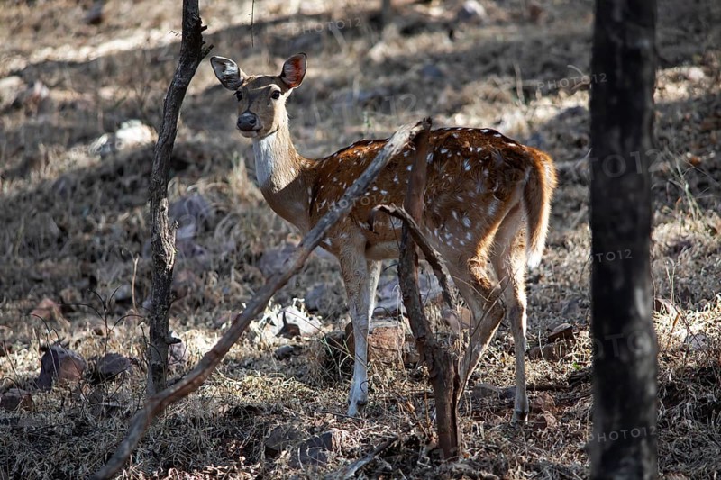 Axis deer or chital (Axis axis) in the dry forest, Ranthambore National Park, Rajasthan, India