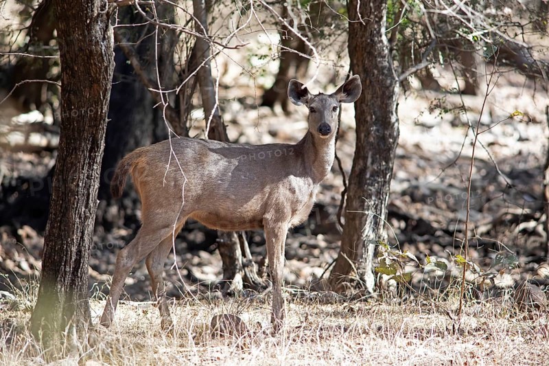 Sambar or sambar deer or horse deer (Cervus unicolor or Rusa unicolor) in the dry forest, Ranthambore National Park, Rajasthan, India