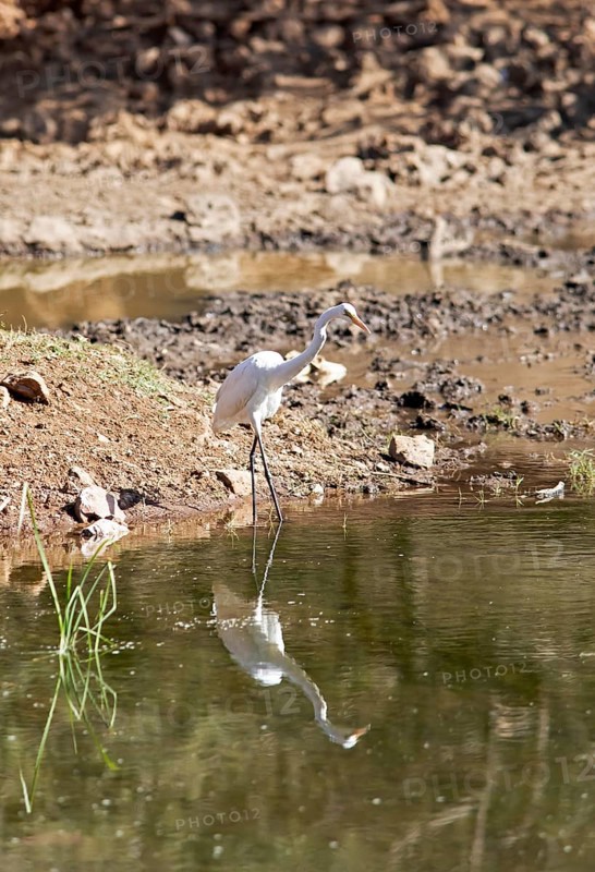 Great White Egret (Ardea alba or Casmerodius albus or Egretta alba) at a waterhole in Ranthambore National Park, Rajasthan, India