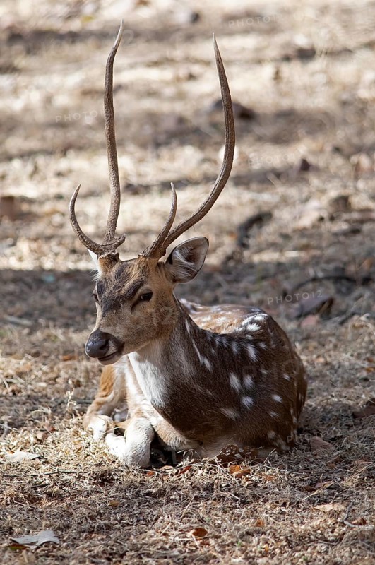 Axis deer or chital (Axis axis) in the dry forest, Ranthambore National Park, Rajasthan, India