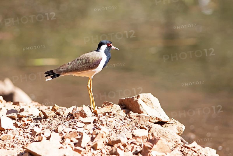 Red lapwing (Vanellus indicus) in Ranthambore National Park, Rajasthan, India